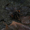 Asian hornet