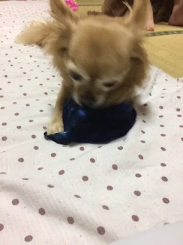 1週間だけの恋
