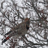 Northern Flicker