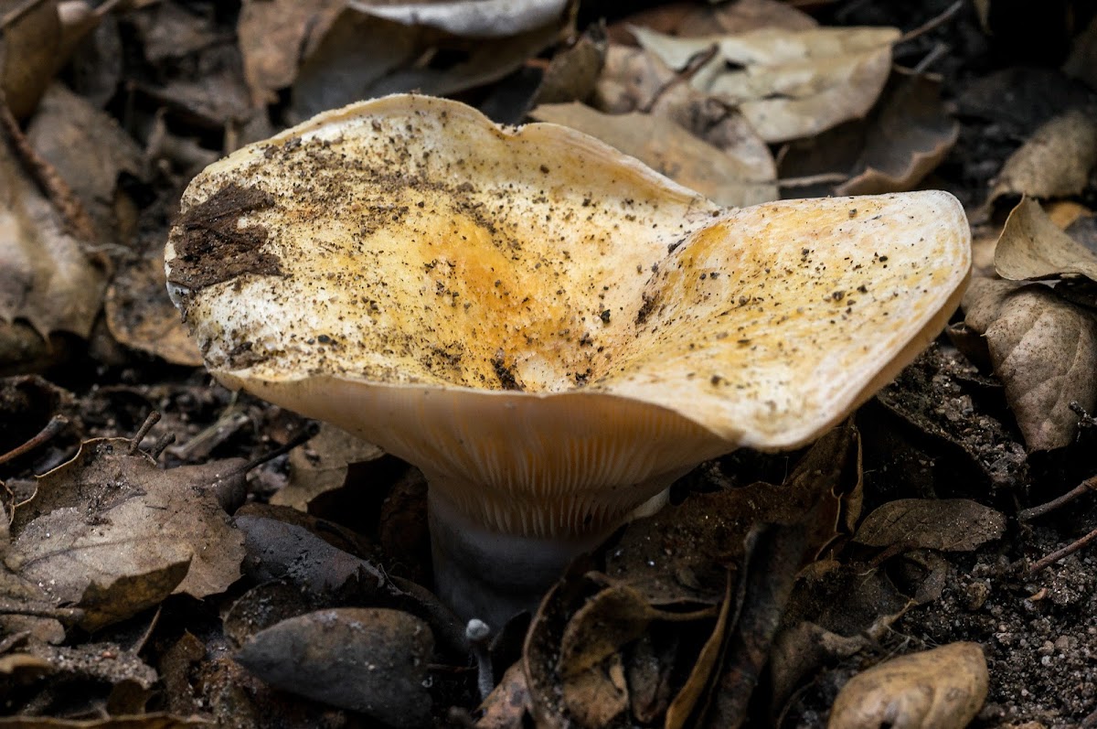 Golden milkcap