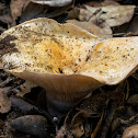 Golden milkcap