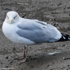 Herring Gull