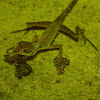 Sri Lanka Kangaroo Lizard