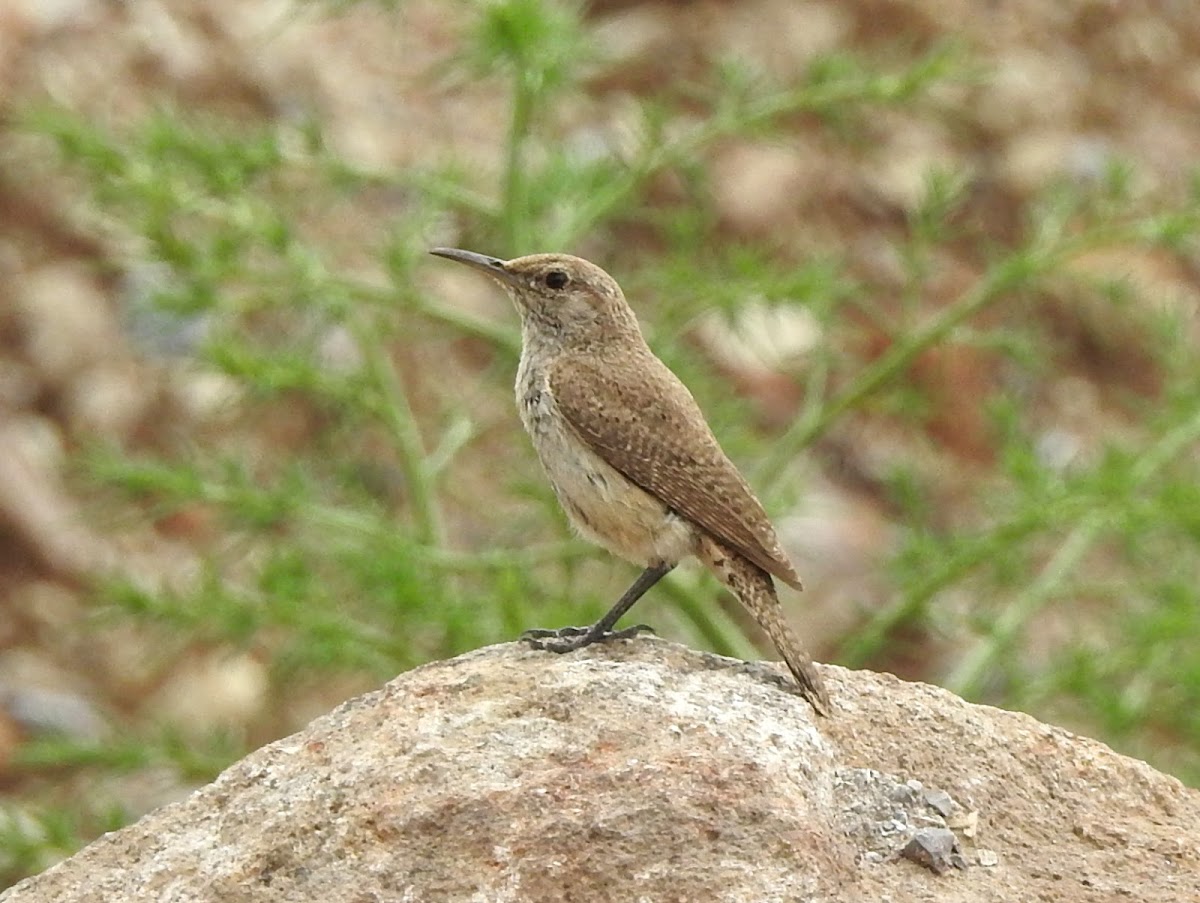 Rock Wren