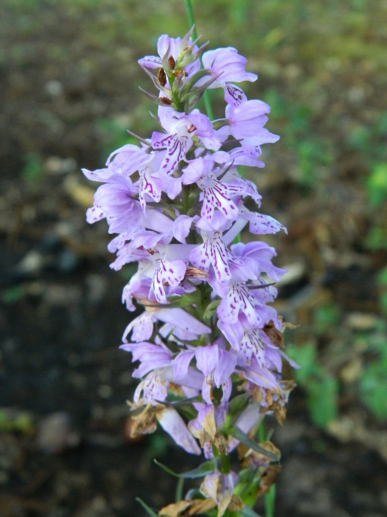 Sack-carrying Dactylorhiza orchid