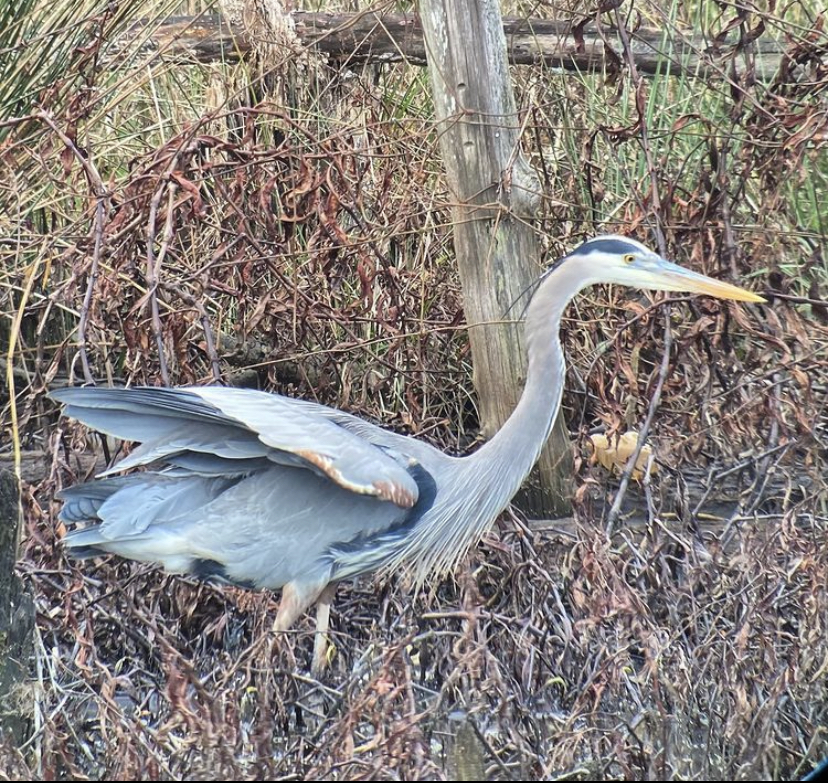 Great blue heron