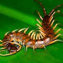 centipede