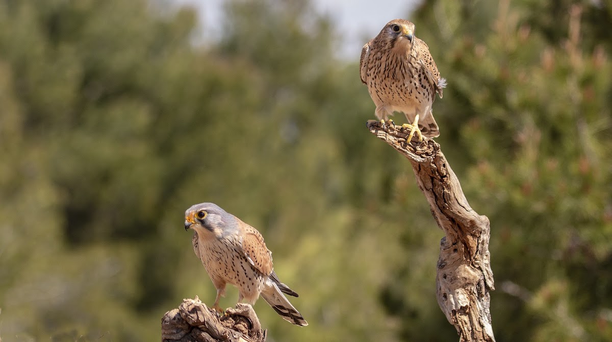 European Kestrel