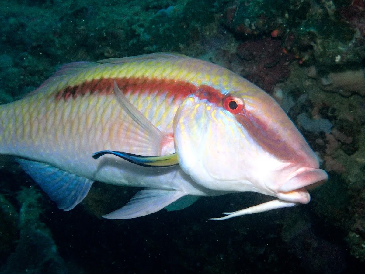 Dash-Dot Goatfish