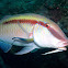 Dash-Dot Goatfish