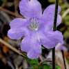 Sticky Ruellia