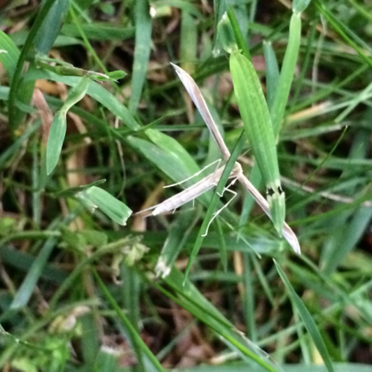 Morning Glory Plume Moth