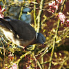 Wood pigeon