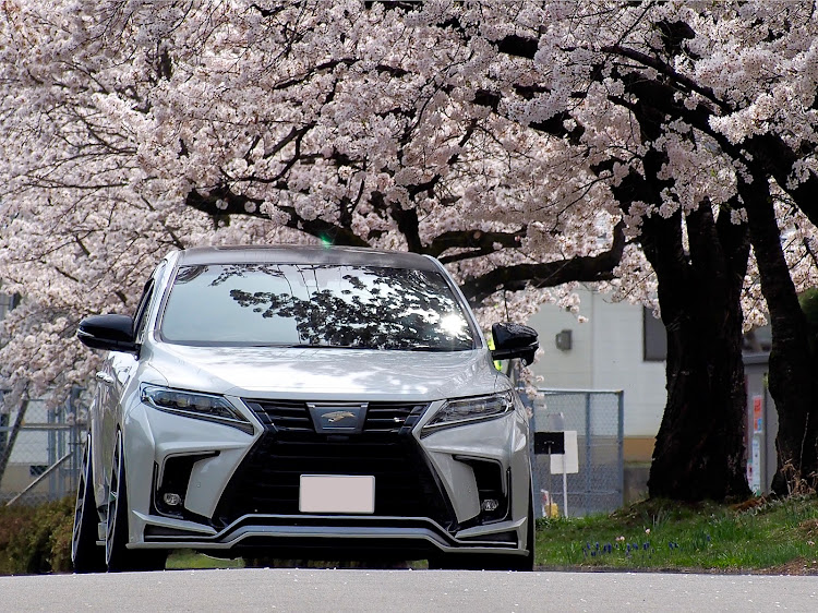 ハリアーの久々のカメ活・あっという間の桜🌸に関するカスタム事例の投稿画像1枚目