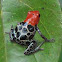 Reticulated Dart Frog, Red-backed Poison Frog