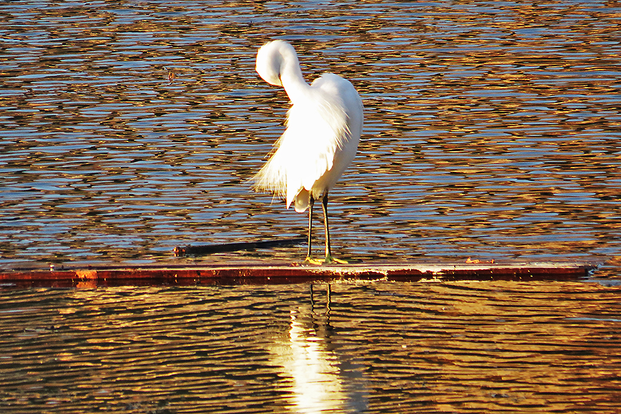 Garzetta al Lago di Ganzirri di zaghetta