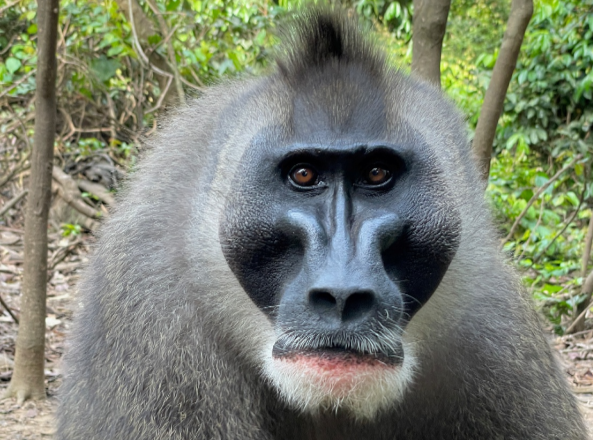 Sugar Ray, a 20-year-old drill monkey who lost a lower limb as a baby when a hunter killed its mother, at the Drill Ranch, a safe haven for the endangered species, in Cross River State, southeast Nigeria, on March 27 2022. Picture: REUTERS/ZACK SCHWENNEKER