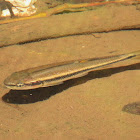 Creek chub