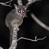 Lesser Bushbaby