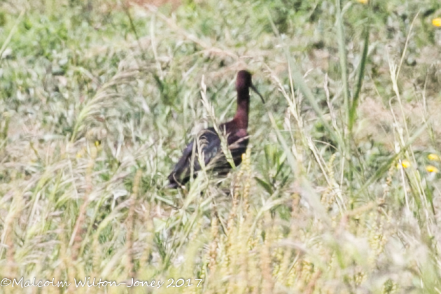 Glossy Ibis; Moríto