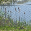 Cattails