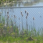 Cattails