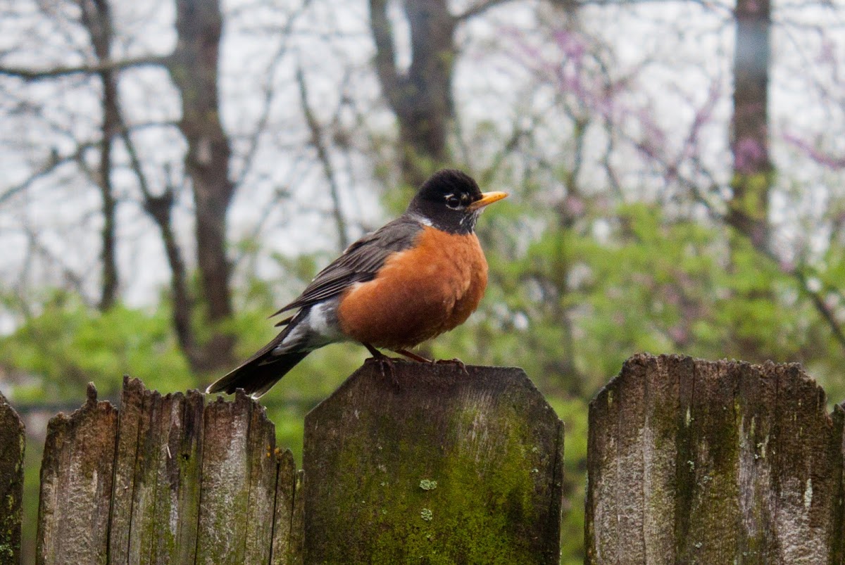 American Robin