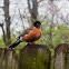 American Robin