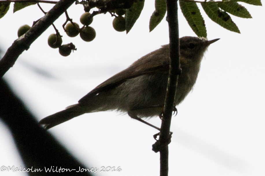 Blackcap