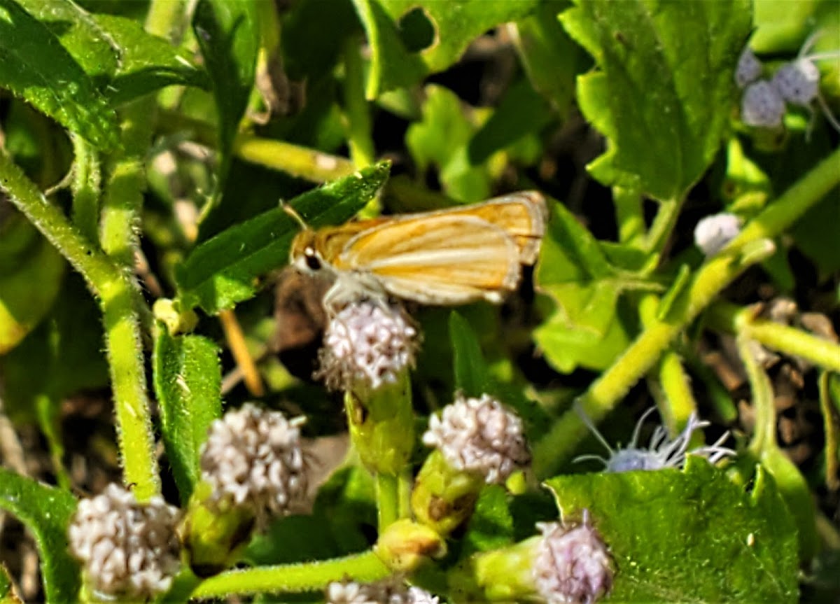 Southern skipperling