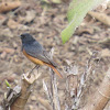 Black Redstart