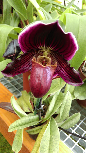 Paphiopedilum Memoria Ralph Bullard Junior H_WY23JiUOtn-VkvtGbf-rE-yDhxAbAQvhT5bJaAwYtghlIFF7WU9m40G8stT8JVSpWGYdcCTNPsDTvRdxszjcSAI0cXrojAwsffEGmgYHwbbm3o5b2VB0sGgbYqWYREww4yZC3e_UxD7eNOODNwHJvF69liAfu_7Gx3v23lxG28kQUStswJlvGJYVKl1JCI3jFzUGyHgfpgF-3M6gk1PcVcB9Cdx8C9SgywUSt9Y3me522TgZ4lA_1XO6jrkt4ovc5za7FIw4b2LkNMUwkwsdJPB6Mg5G0gltUFFbyQ1IpAEIsDcHvOCruxJNiotGWe3KmZhBbRWw5OYt5NVs1R3-rji-qQAtW1e9nrgMbeQilKBlgzzlhfjco8eBWfeusVa6kOs0Z-jTqa_5HukCl9g9jOvlXcYQA_nZov8TavhVYacQkWVRZ-l3x3Eiv1m-NlZjm5YDcplqwl6uO0sKhAlzGLR1rBXHXZMir9-VyTyCtba7YpRwRQ30-z3UaObeVxGPk43b8pSpkPzhZ7b-gLwmj2bSM8ADMuTRUwn0DuumOK75cC5dxVgY0hdEAwBdKLlUQ_Eepll_zthj2xQoWFsOP3-HVtoqYntcDX2sVOnSVNuj7Ym56fw1tENjk5VUZ9pT4vb9Ylz8Q_oS1S8C5fv_wR-OGQQ1gV9qPz_0MjibE=w356-h635-no