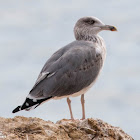 Yellow-legged Gull