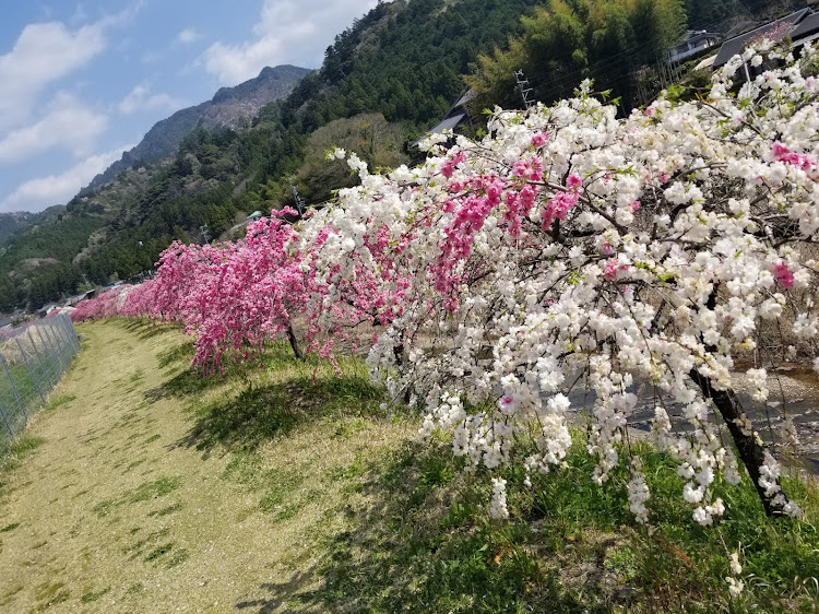 の投稿画像3枚目