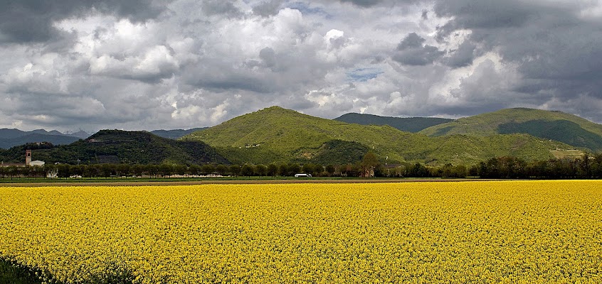 Campo di colza di carlo-bi