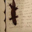 Common house gecko