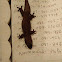 Common house gecko