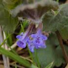 Ground-ivy