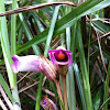 Forest Ghost Flower