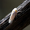 Planthopper