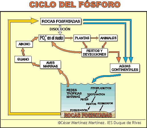 El ciclo del FÓSFORO