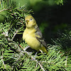 Western tanager (female)