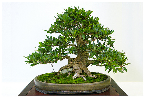 bonsai tree care 8