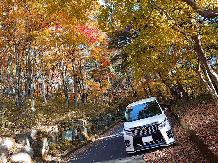 ヴォクシーの紅葉・写活の秋・黄葉と愛車・落ち葉の絨毯🍂に関するカスタム事例の投稿画像3枚目