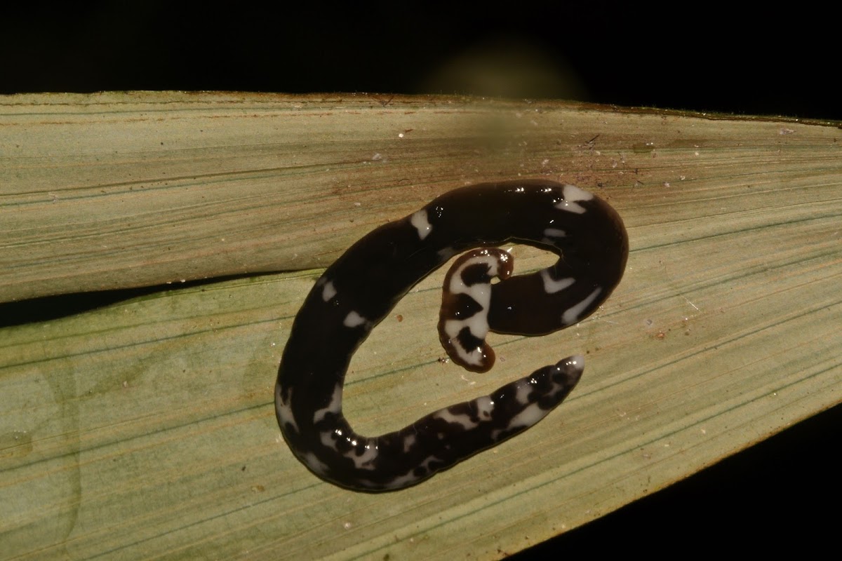 Hammerhead Worm