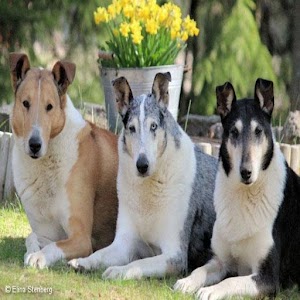 Smooth Collie Live Wallpaper