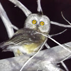 Northern Saw-whet Owl