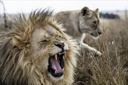 Lion and his partner in an enclosure at the Weltevrede Lion Farm in Heilbron. Picture credits: Gallo Images