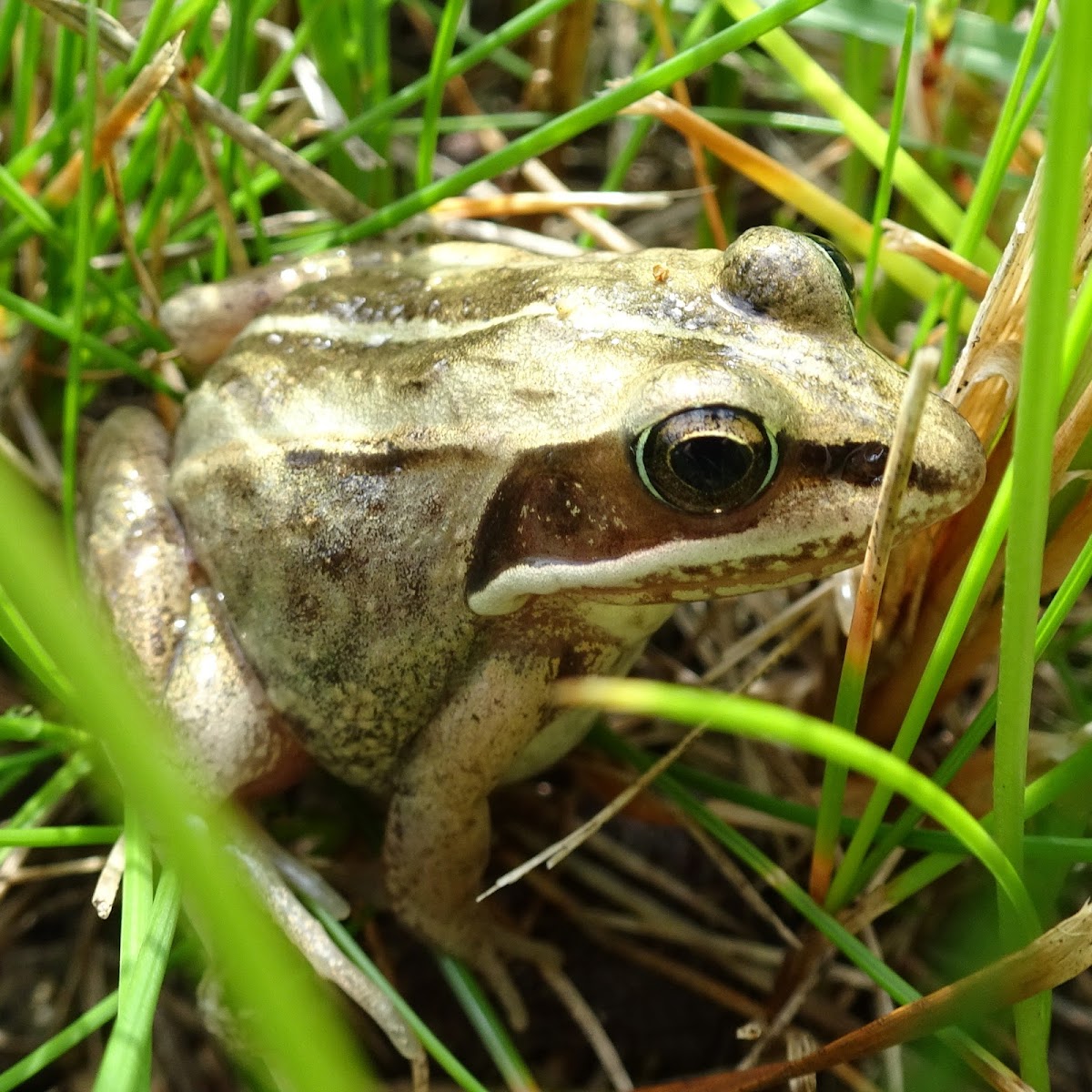 Wood Frog