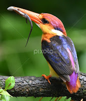 ODKF by Ashay Kakde -   ( red, odkf, nature, small kingfisher, beautiful bird, wild, kingfisher, wildlife )